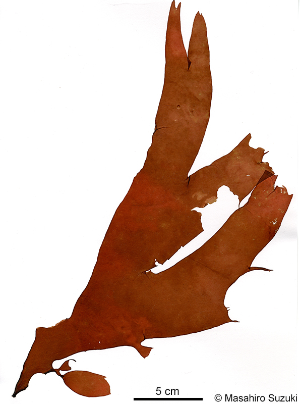 ヒロハミリン Solieria latifolia